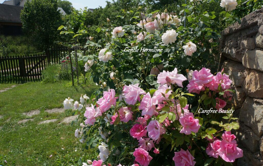 Růžová zahrada, jaké růže si vybrat do zahrady? Jaké vlastnosti by Vaše růže měla mít?