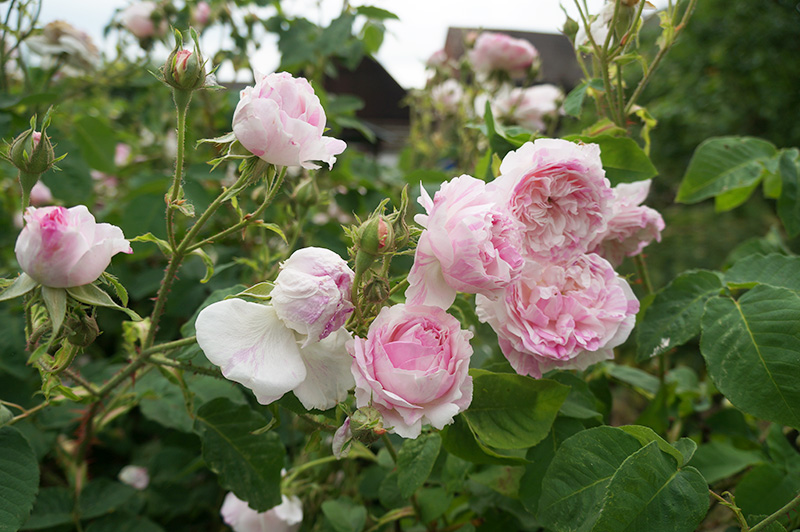Růže stolistá Cottage Maid