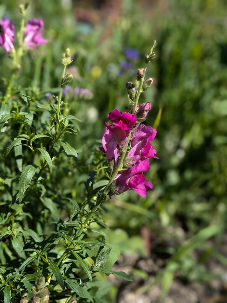 Hledík větší (Antirrhinum majus)