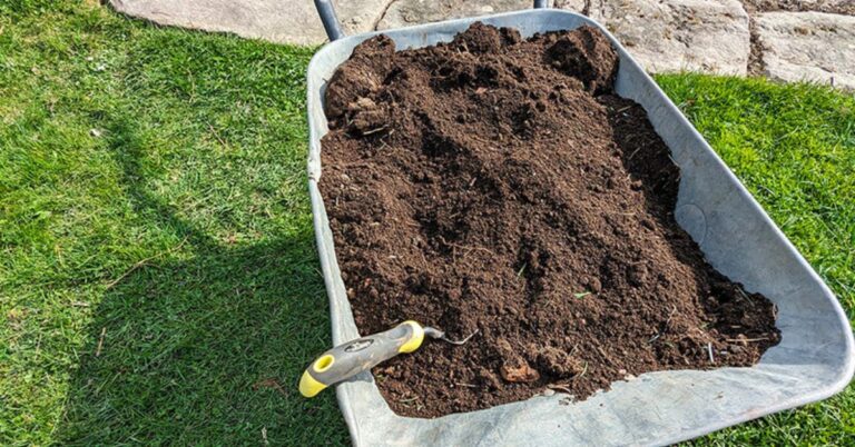 Čím nejraději hnojíte ve své zahradě? Kompost