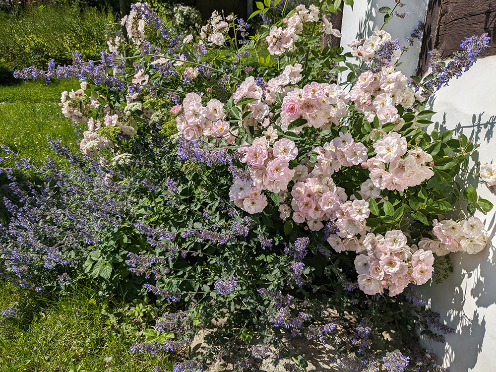 Růže Petite de Terre Franche