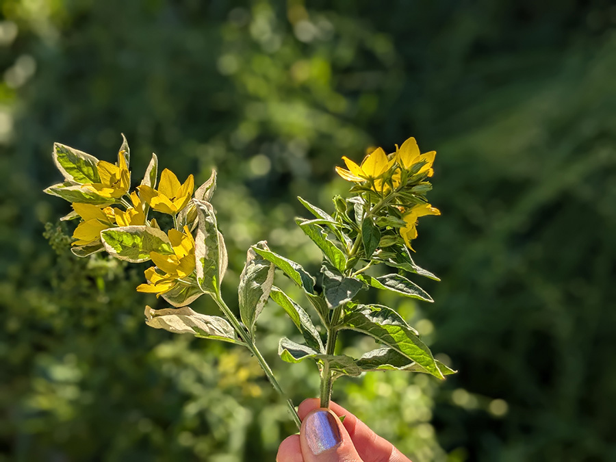 Vrbina tečkovaná (Lysimachia punctata)