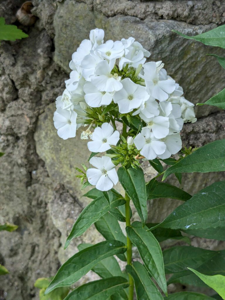 Plamenka latnatá Phlox paniculata