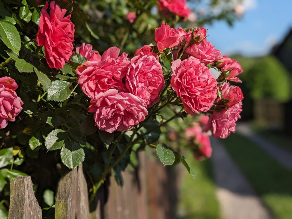 Velká keřová růže_Rosarium Uetersen