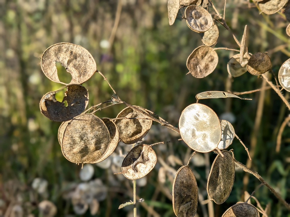 Měsíčnice roční (Lunaria annua)