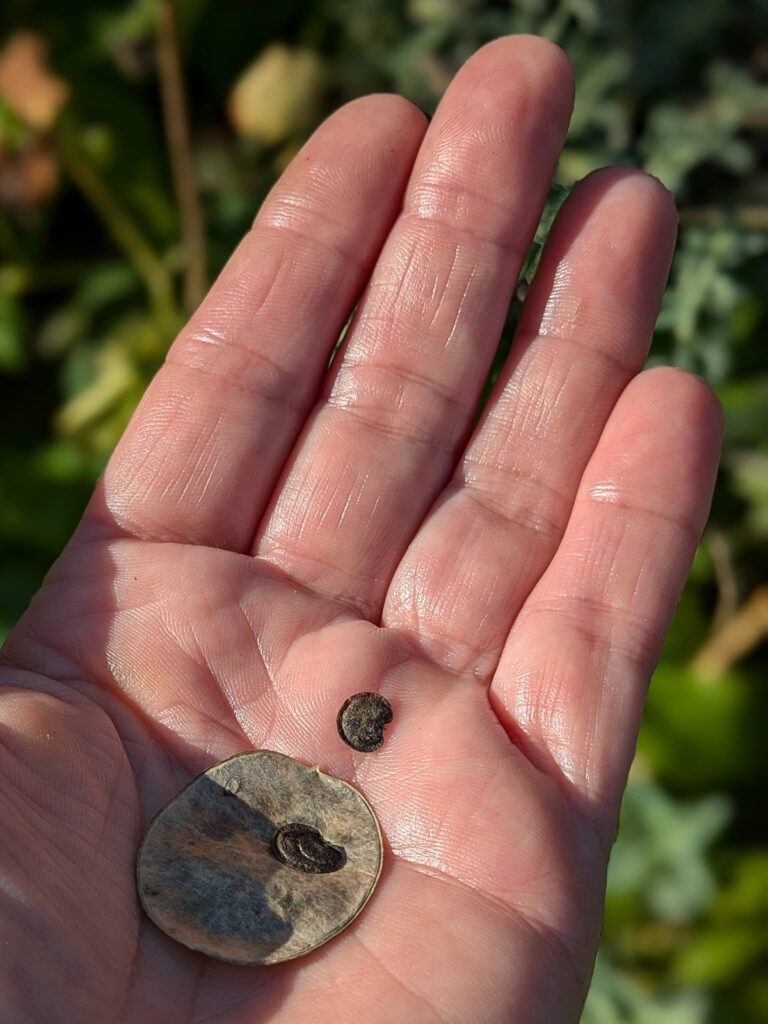 Měsíčnice roční (Lunaria annua)