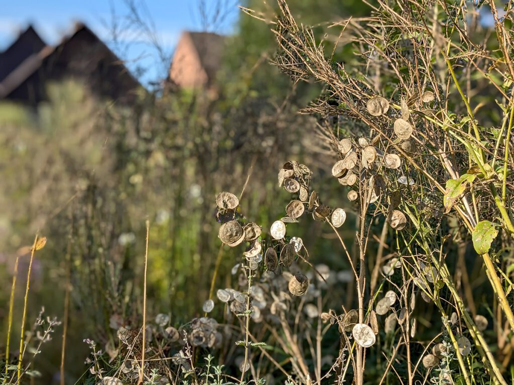 Měsíčnice roční (Lunaria annua)