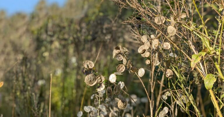 Měsíčnice roční (lunaria annua)