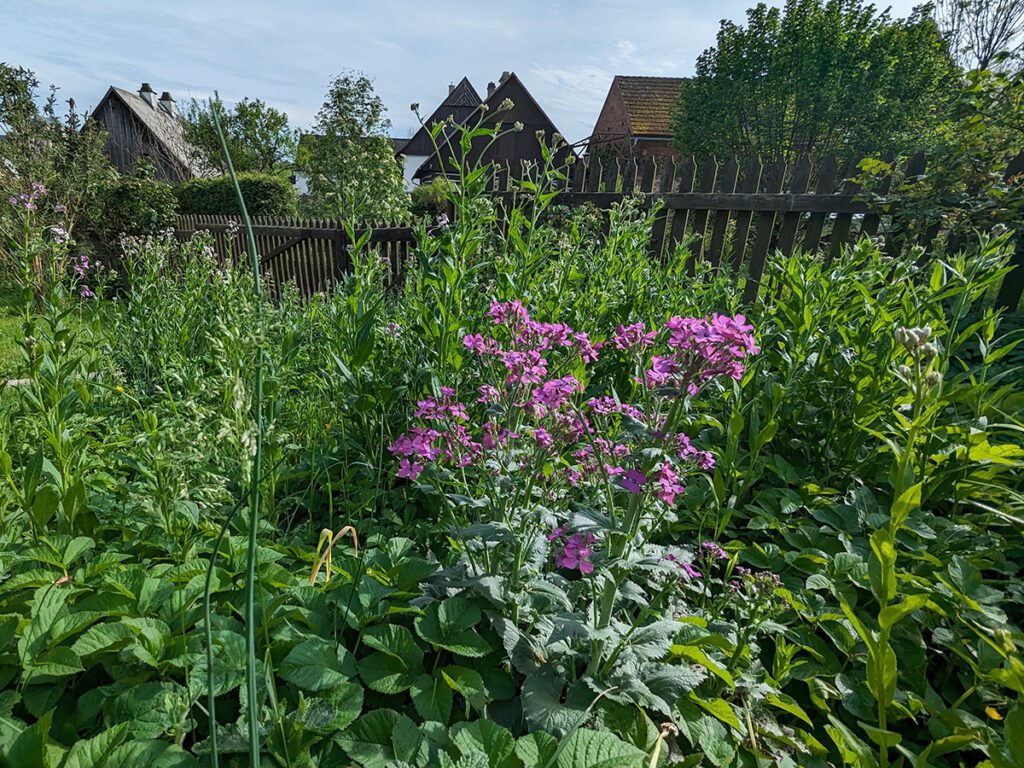 Měsíčnice roční (Lunaria annua)