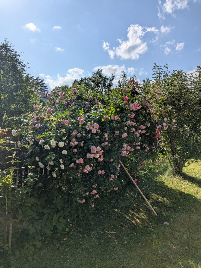 Růže Sweet Laguna